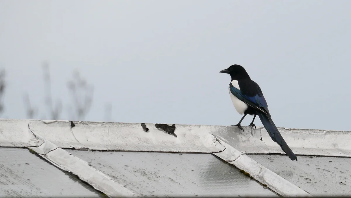 A Eurasian magpie perched on a roof tile, the typical sight that prompts homeowners to remove outdoor food sources