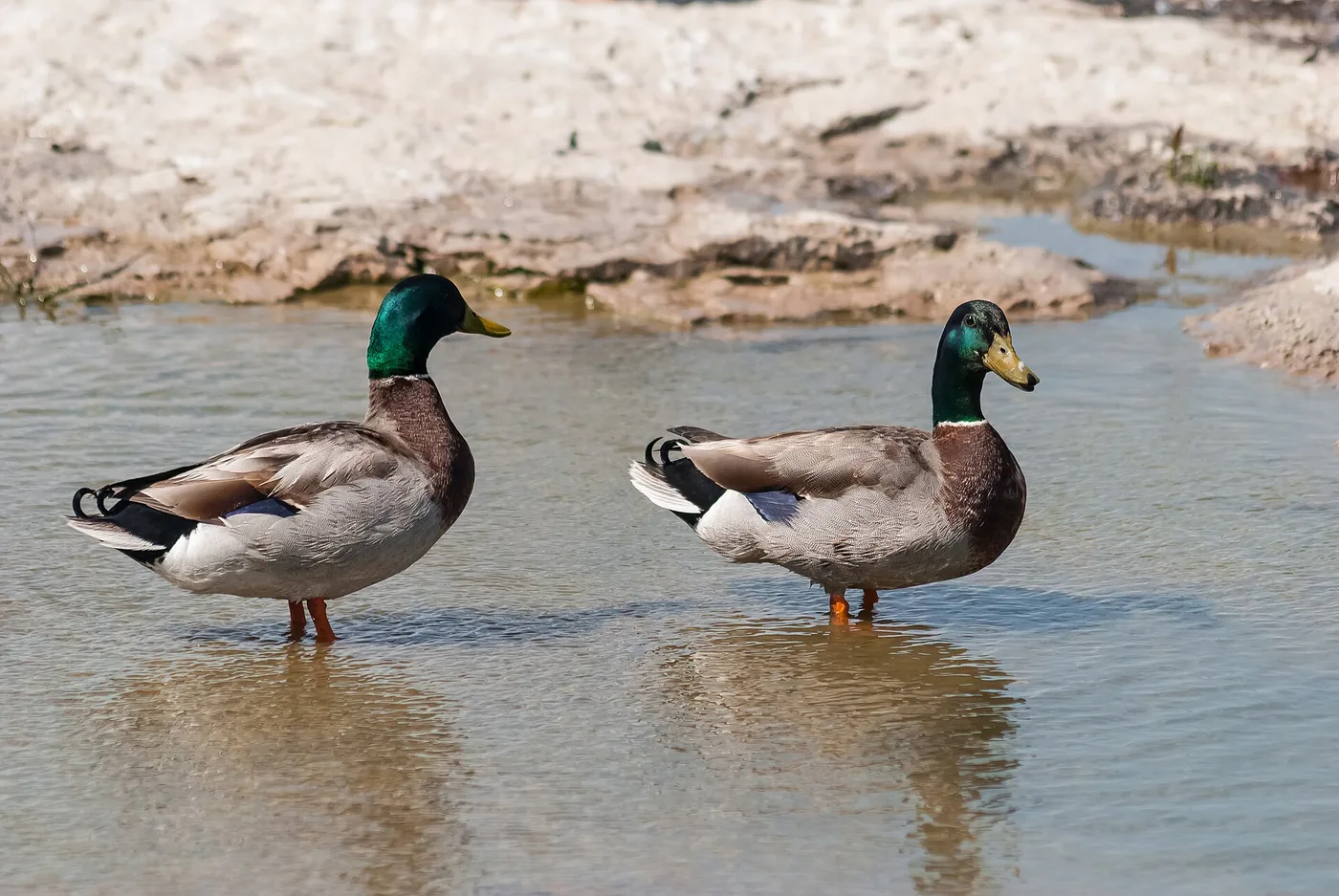 How to Get Rid of Ducks (Pool, Pond, and Yard)