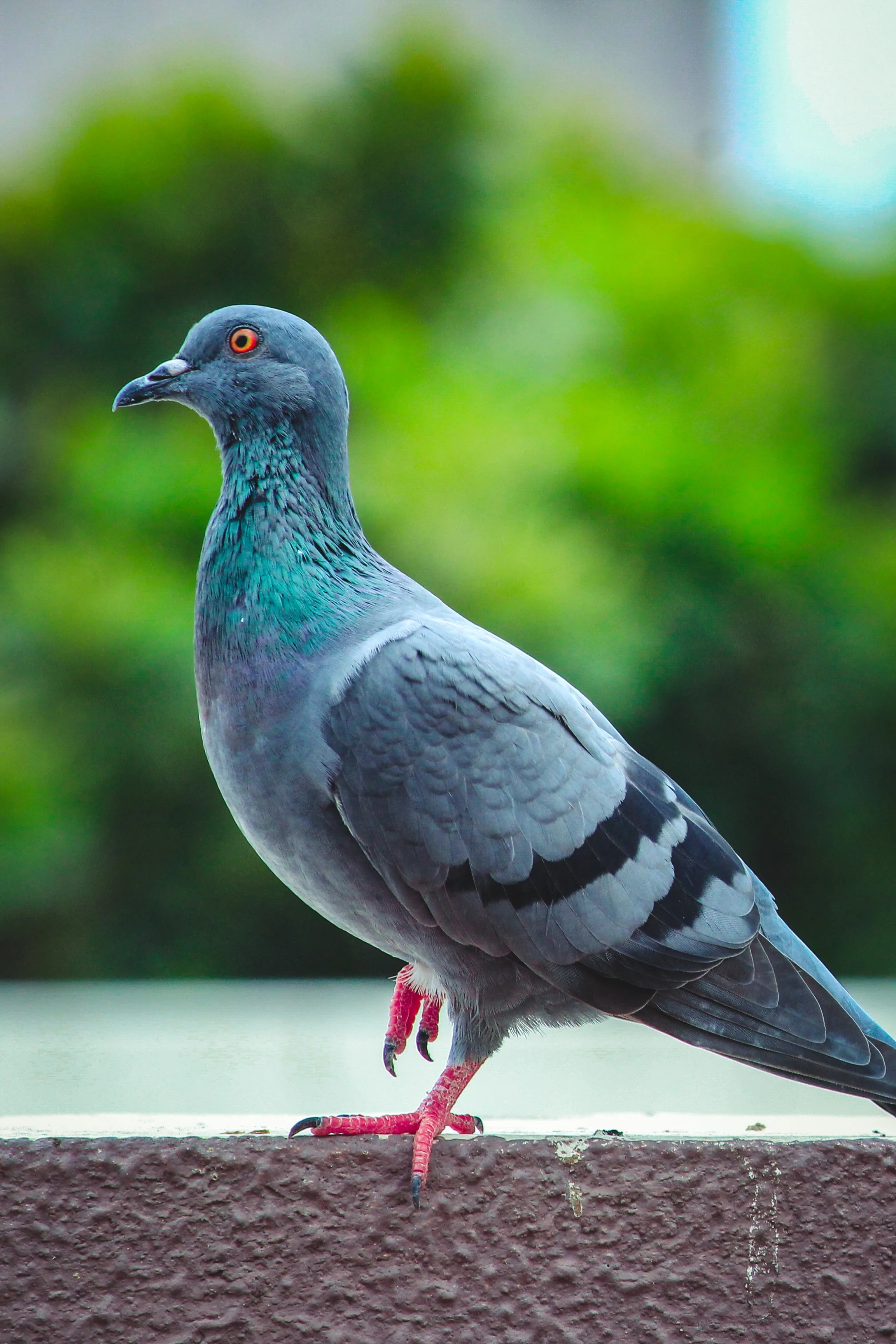 Pigeons: Habits, Risks, and How to Deter Them