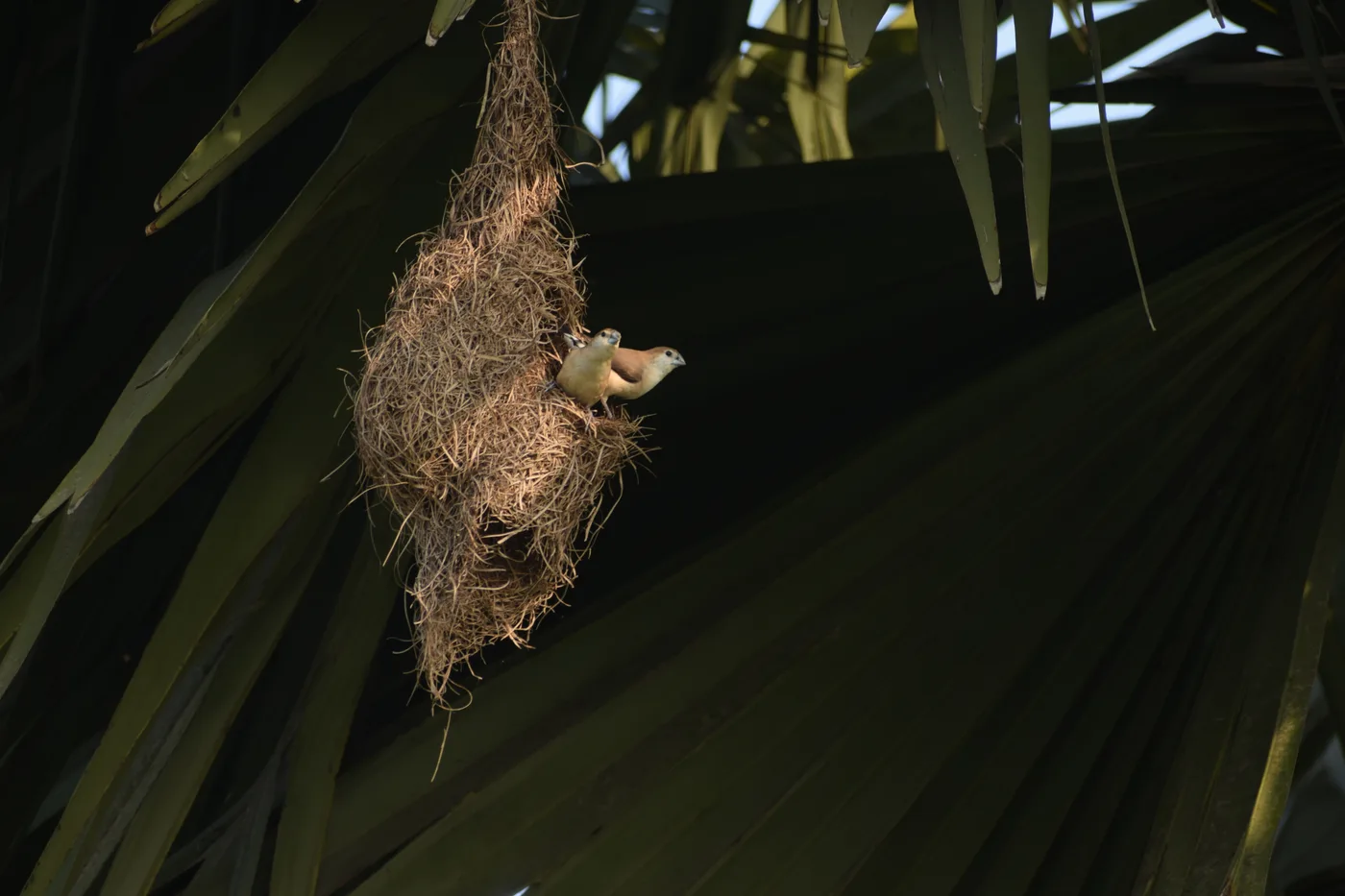 Woven hanging weaver-bird nest