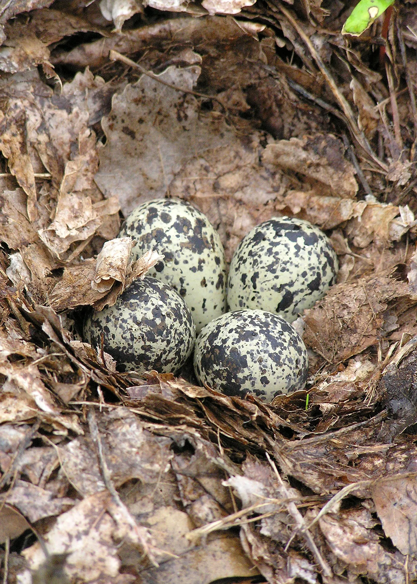 Killdeer eggs in a ground scrape nest