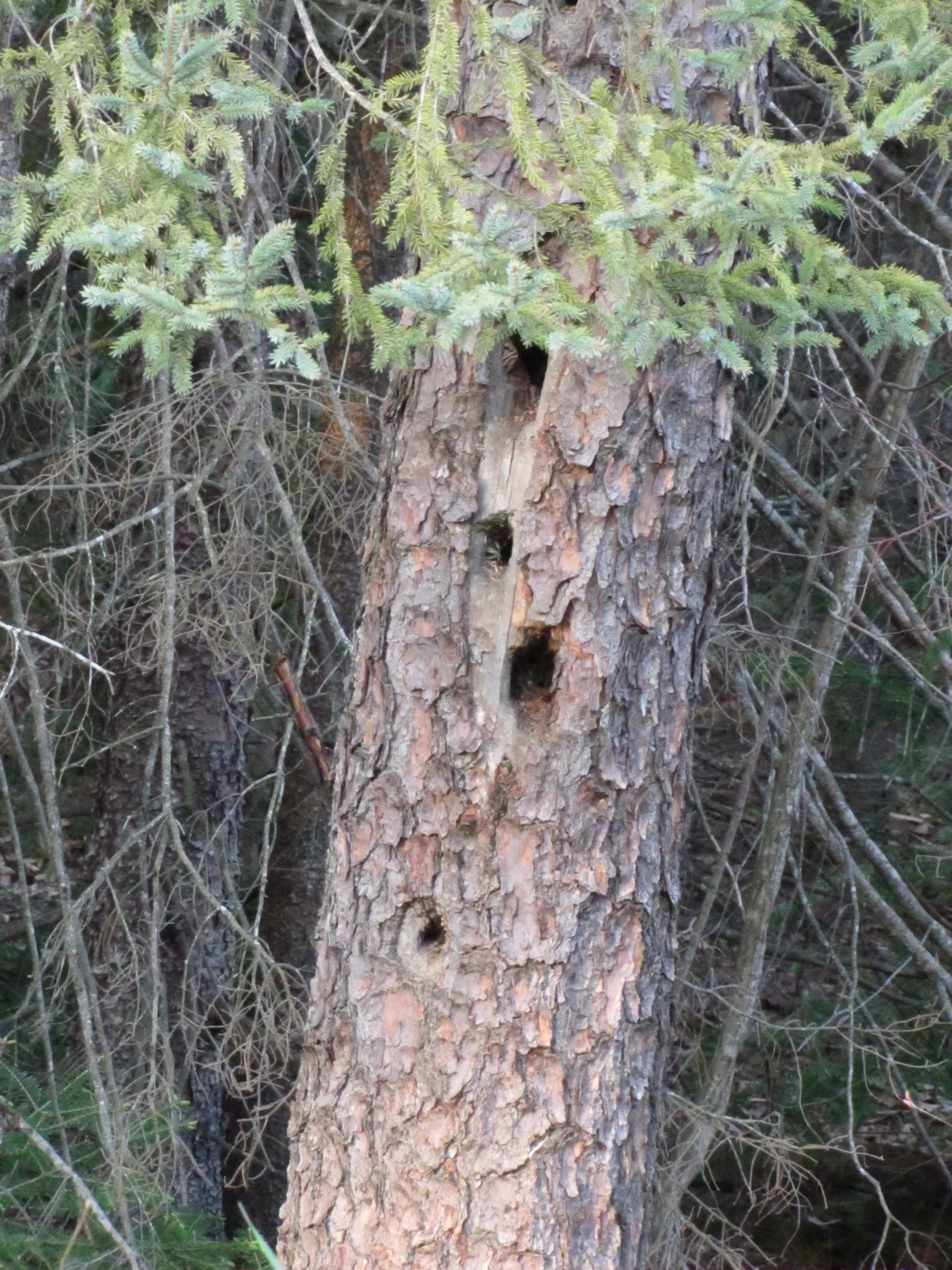 Woodpecker nest holes in a tree trunk