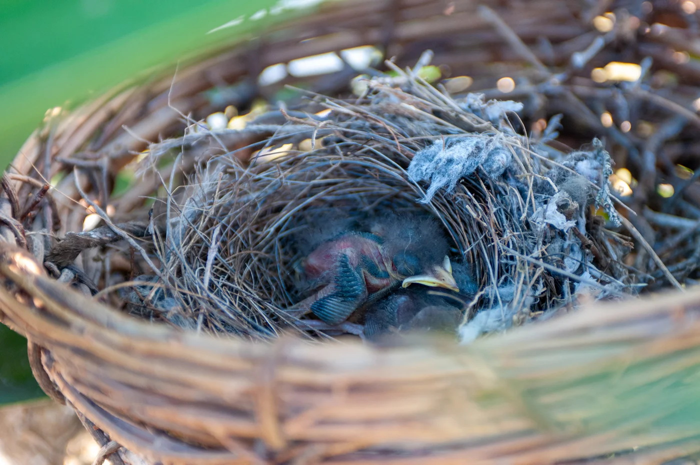 Northern mockingbird nestlings in a nest, the reason parent birds dive-bomb anyone who comes close