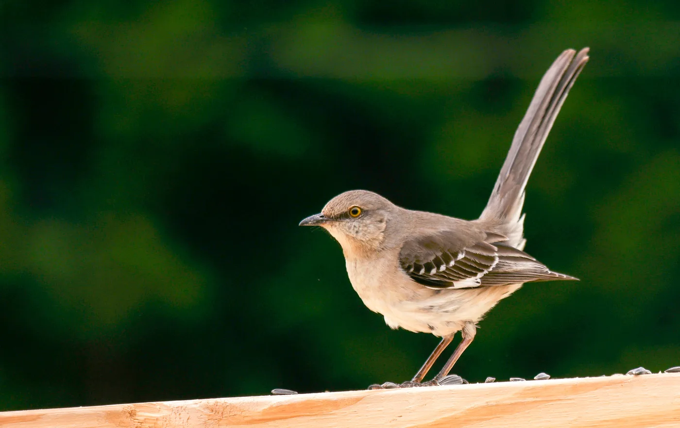 Male northern mockingbird perched, with the white wing patches that show when it spreads its wings