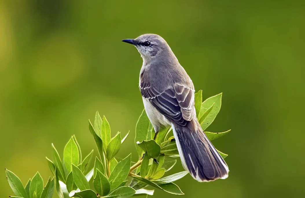 How to Get Rid of Mockingbirds (Legally and Humanely)