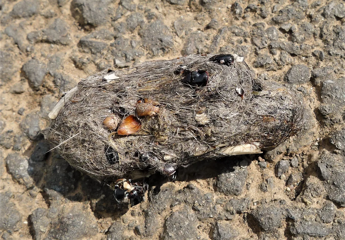 A regurgitated owl pellet containing fur, bone fragments, and beetle exoskeletons, the clearest sign an owl has been hunting nearby