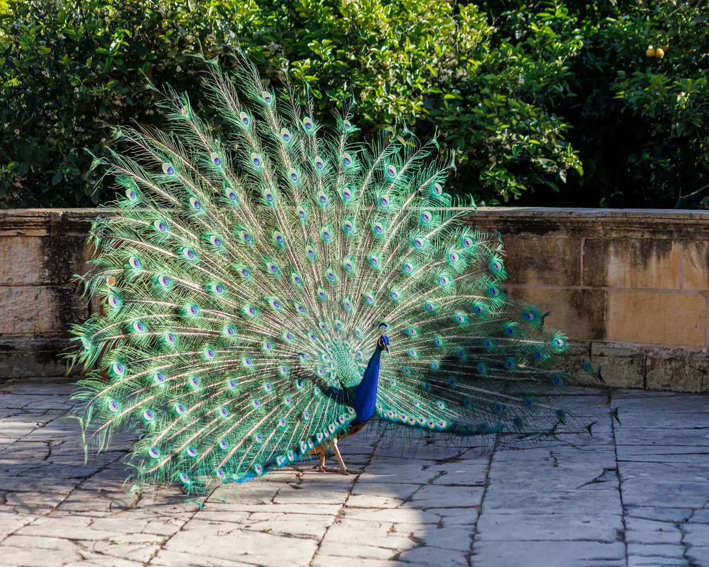 How to Get Rid of Peacocks Humanely