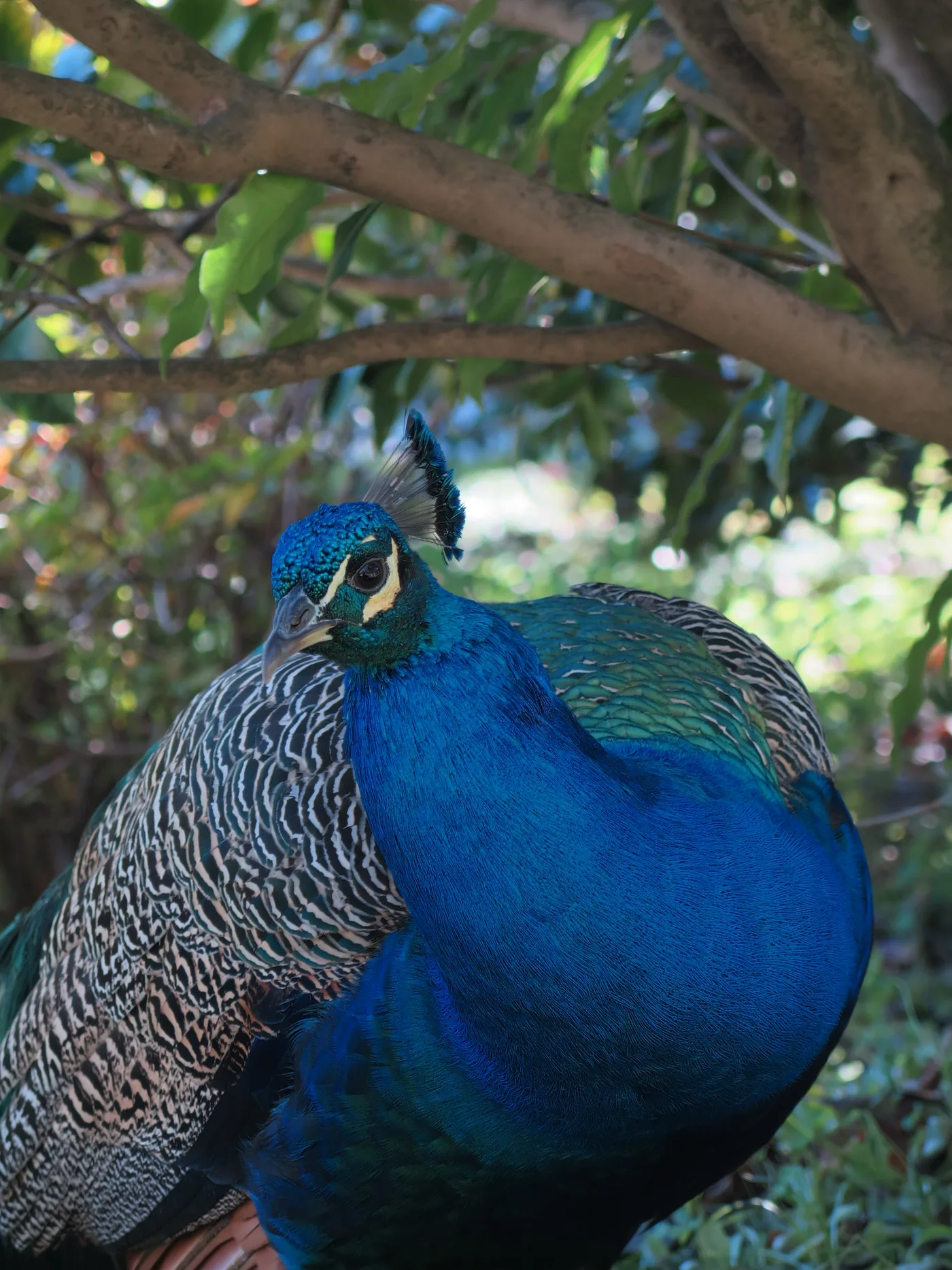 Close view of a peacock beneath garden trees