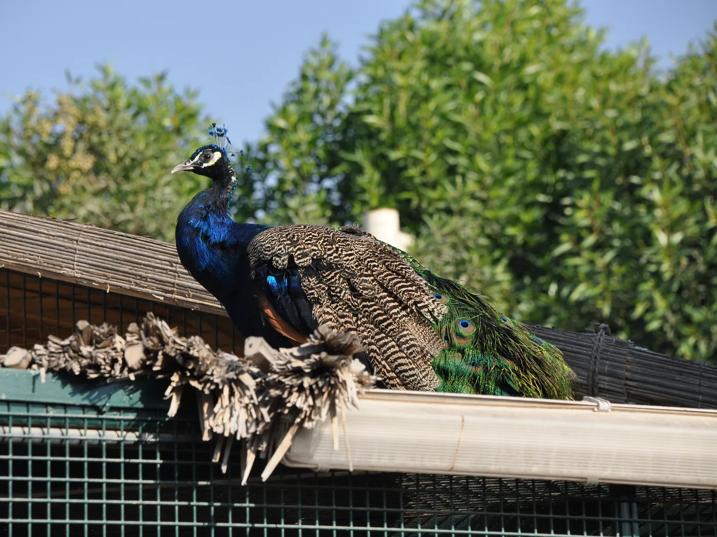 Male Indian peafowl standing on the roof of an enclosure