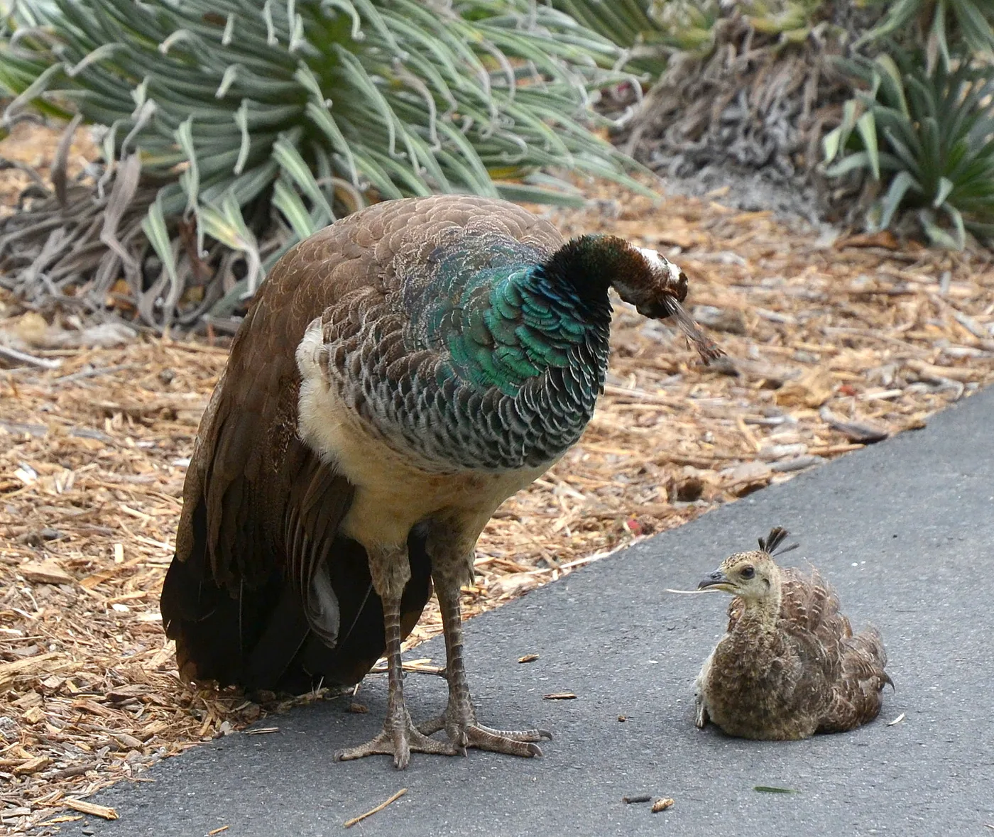 Peahen standing beside her chick