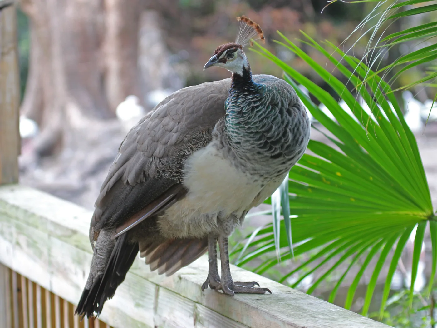 Brown female peafowl, called a peahen