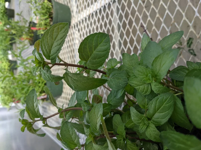 Close-up of peppermint plant leaves, the source of the menthol compound that makes peppermint oil effective as a bird deterrent