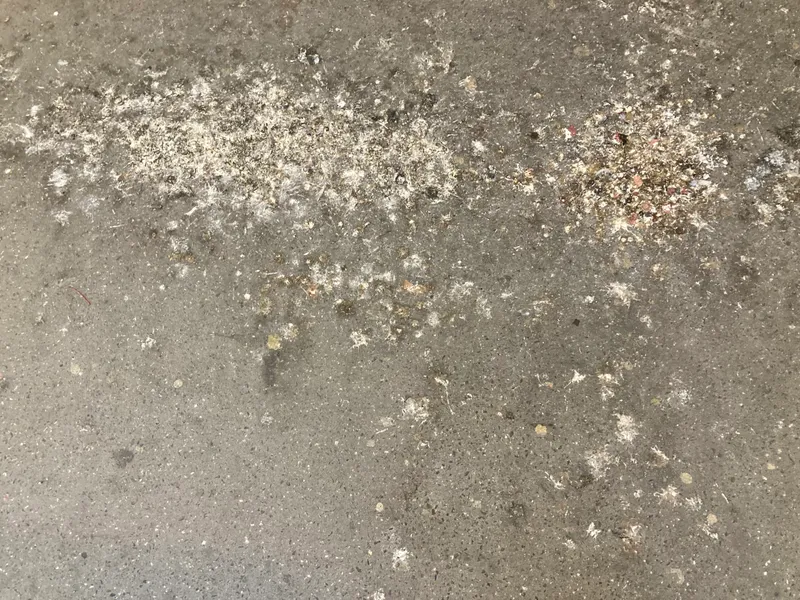 Pigeon droppings on a stone surface, typical of ledges and sidewalks under roosting spots