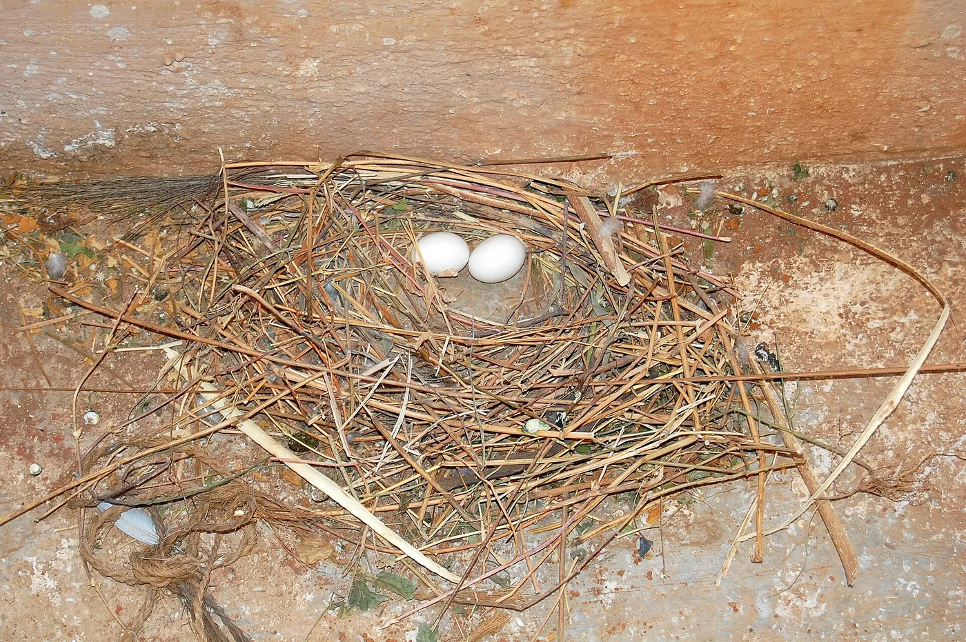 Bird Nest Removal: How to Do It Safely (and Legally)