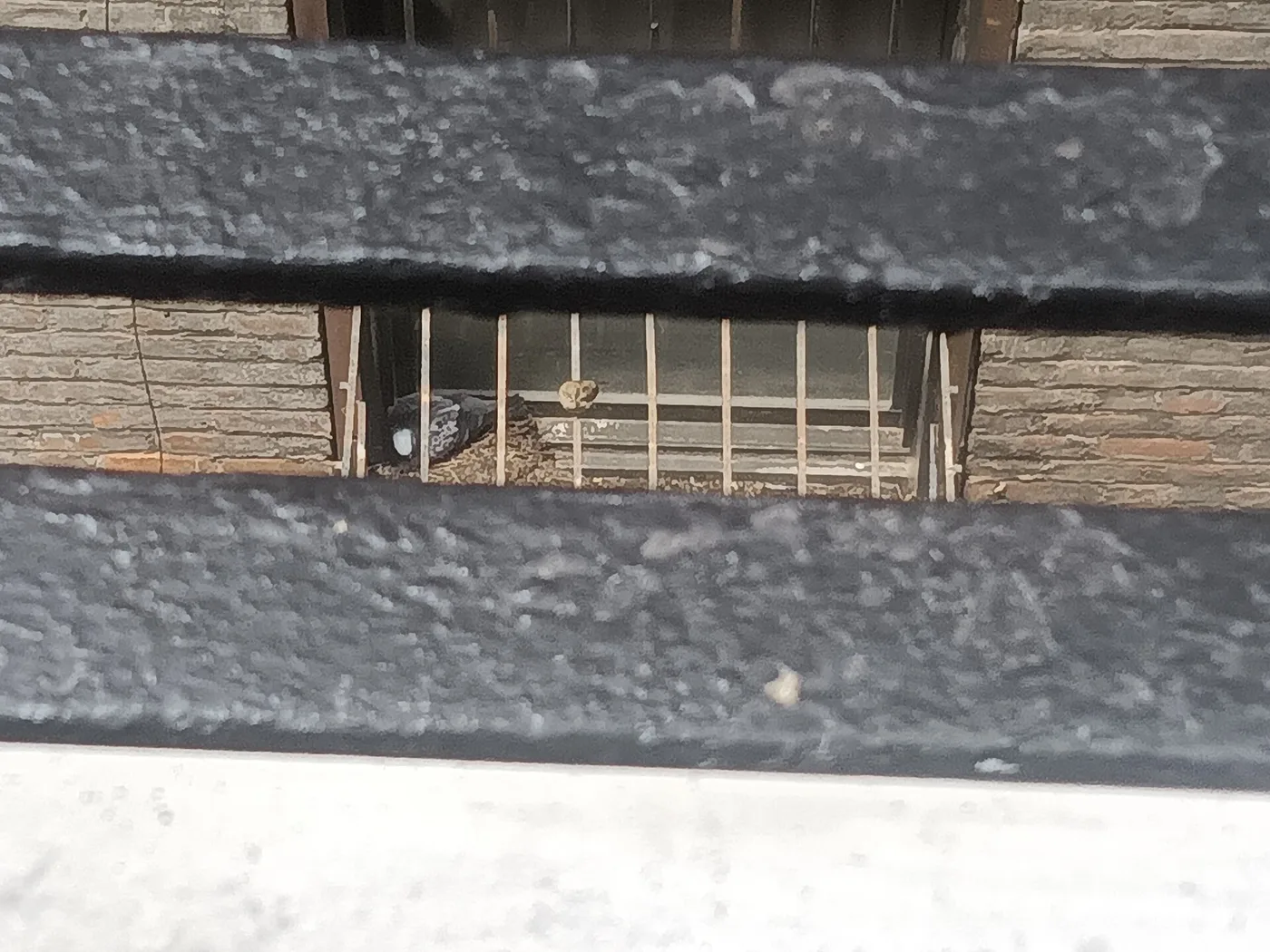 A pigeon nesting inside an air conditioner cage, the kind of enclosed structural gap that draws a nest fast