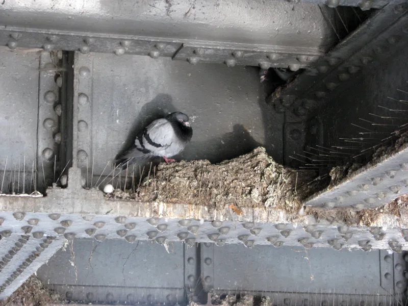 Pigeons roosting near existing deterrent spikes, showing that placement and the right method matter far more than noise