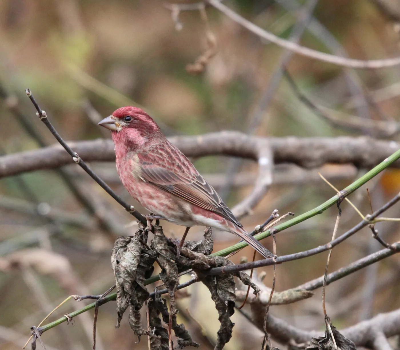 A male purple finch, its head and back washed in a deeper raspberry red than a house finch