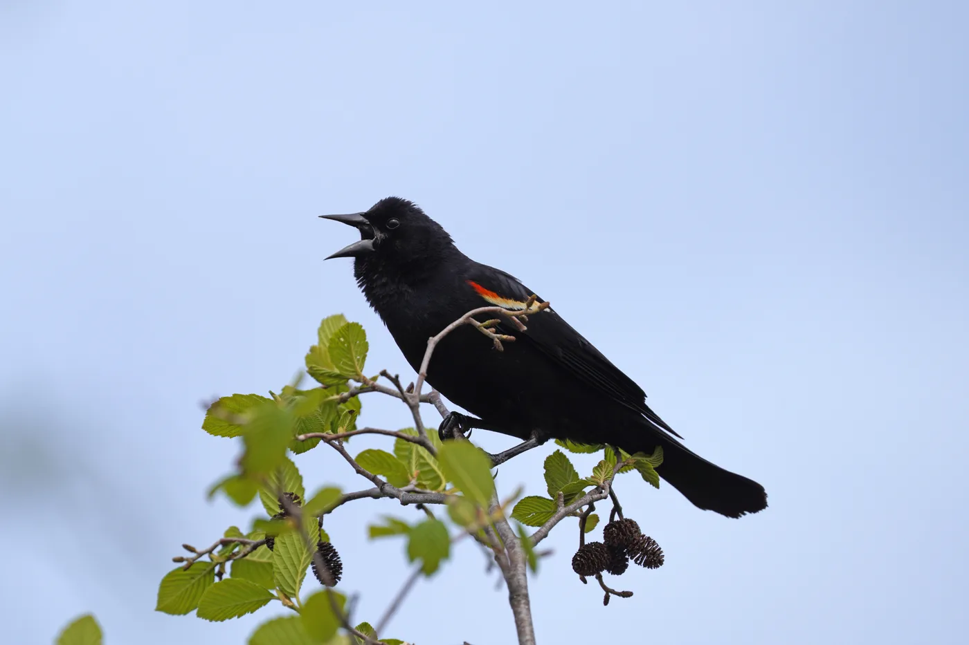 How to Get Rid of Blackbirds (and Keep the Songbirds)