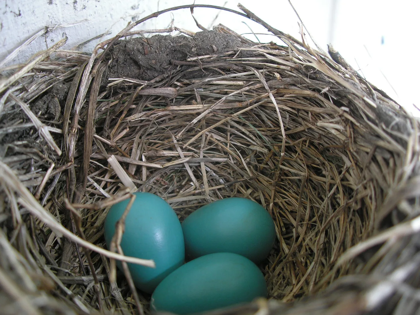 Cup-shaped robin nest with three blue eggs in a tree