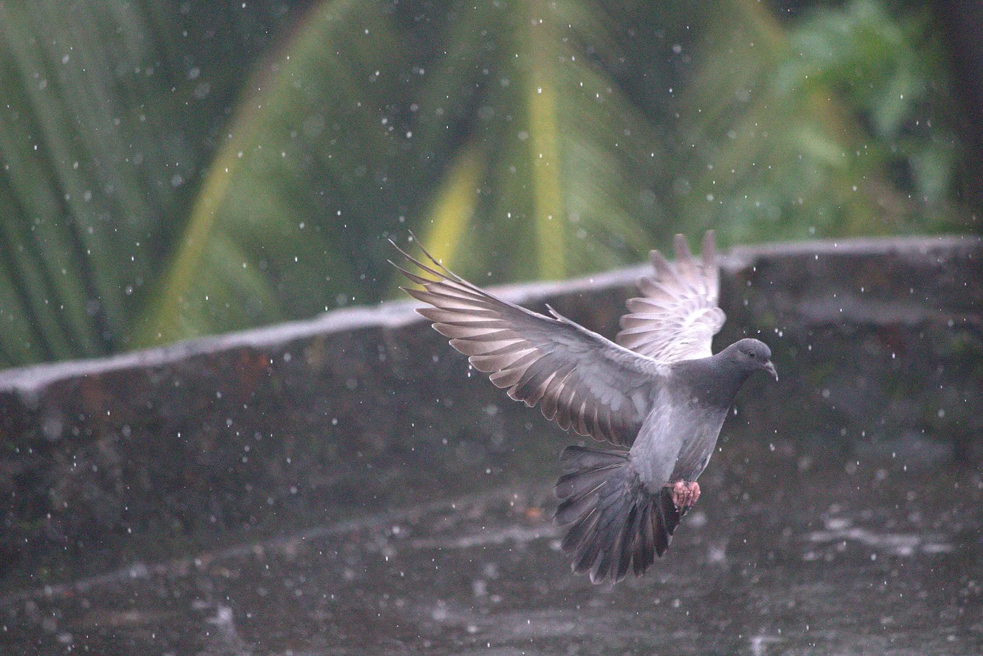 Rock pigeon, the bird most likely to nest under solar panels