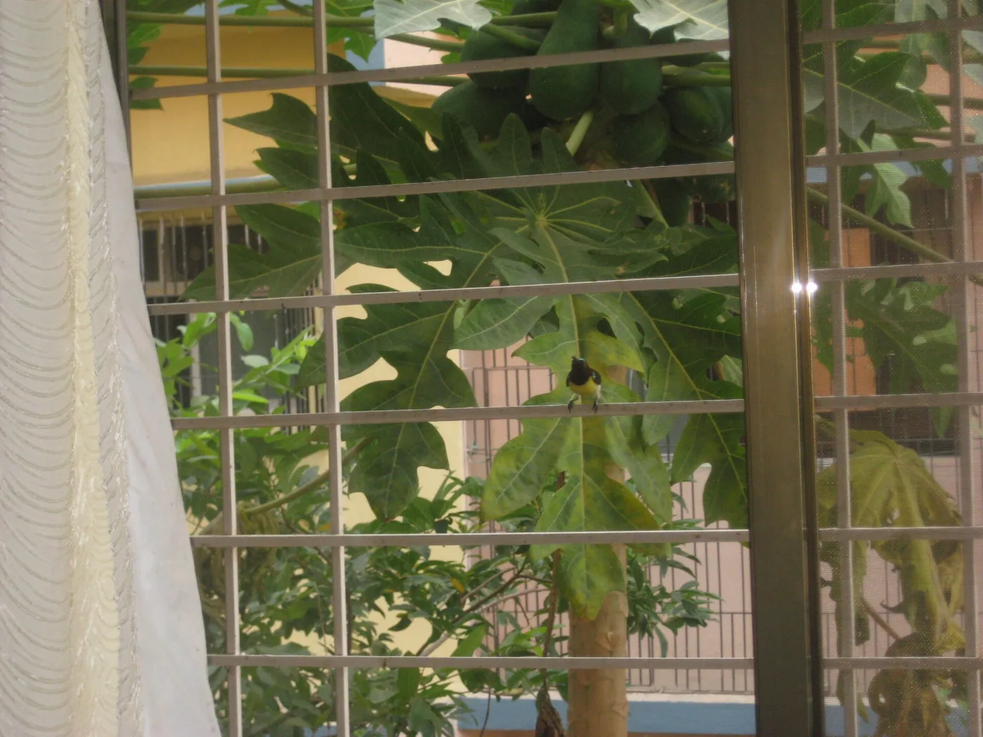 A sparrow looking through a window, searching for a way out