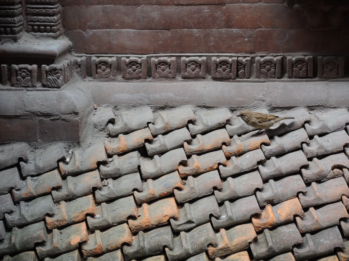 A house sparrow perched on roof tiles, showing why a rooftop job costs more than a ground-level one