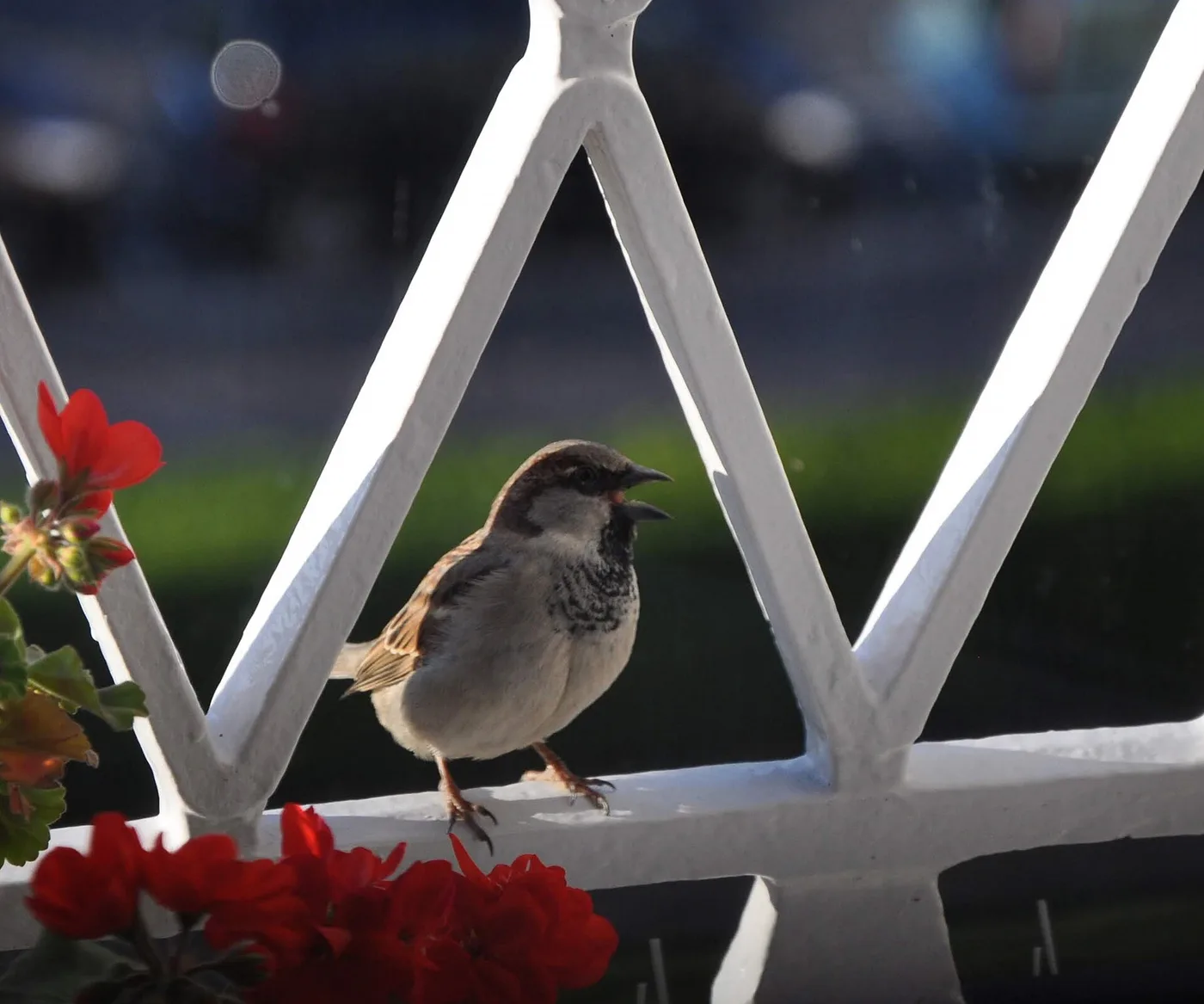 How to Get a Bird Out of Your House