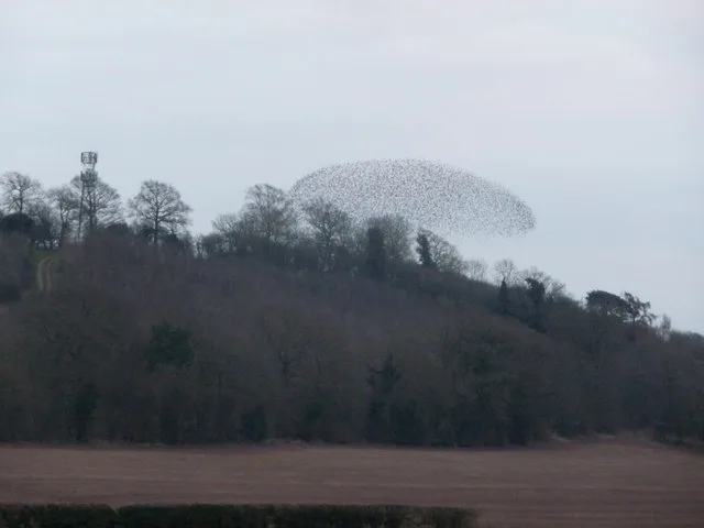 A starling murmuration, the huge swirling flock starlings are known for