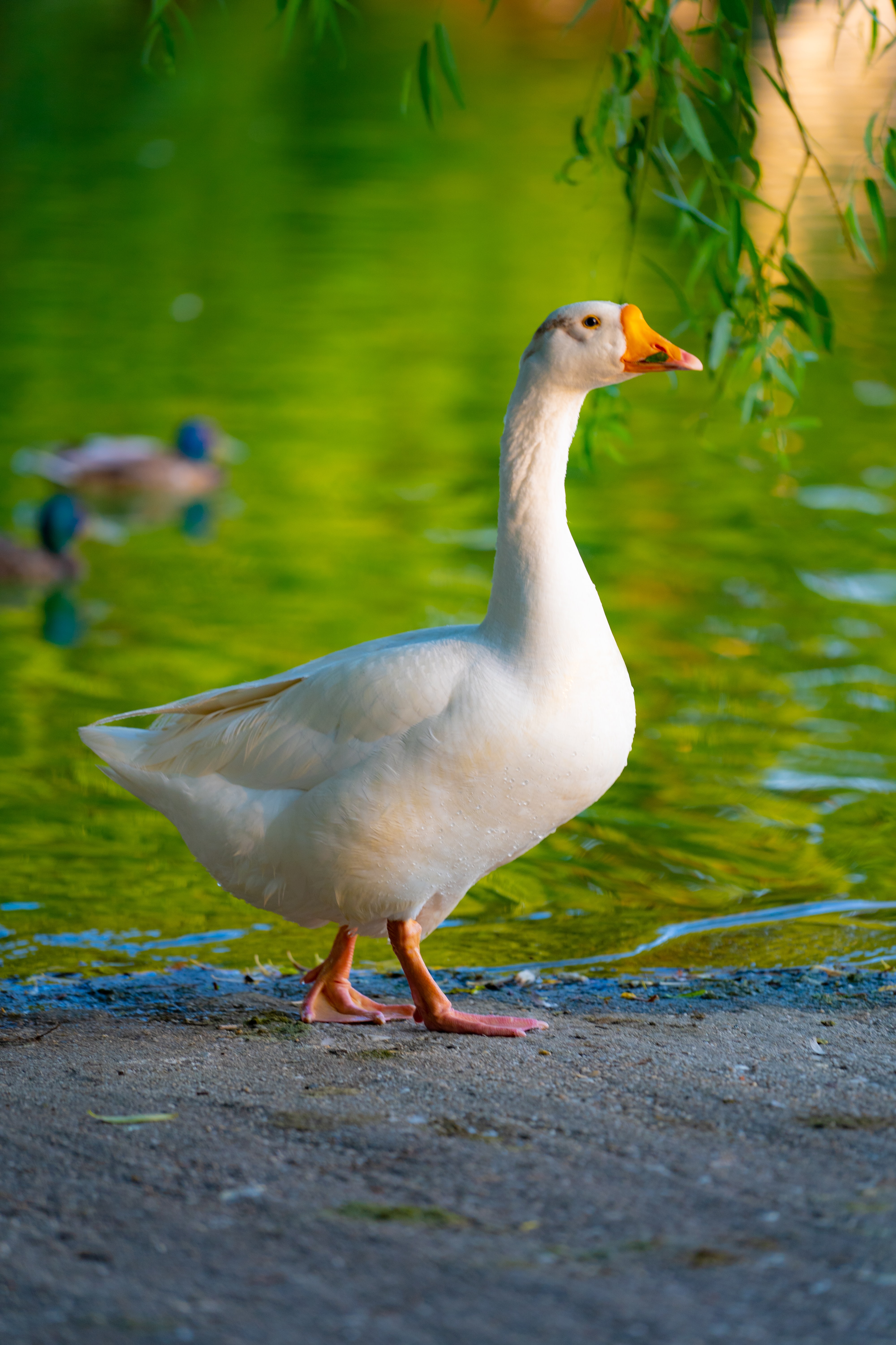 Geese