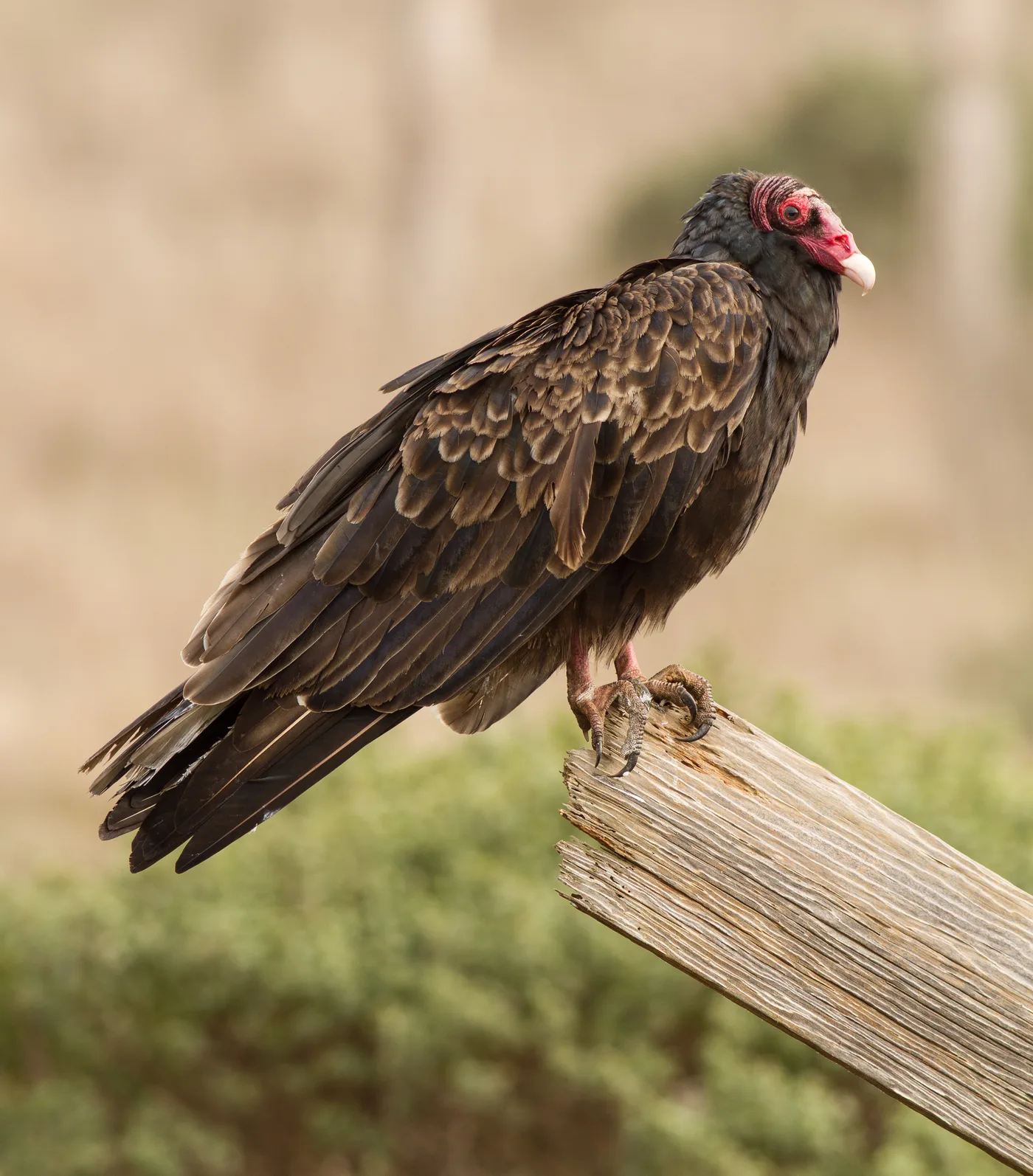 Turkey vulture perched