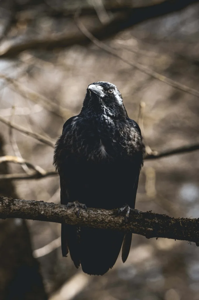 Crows: How to Identify and Deter Them