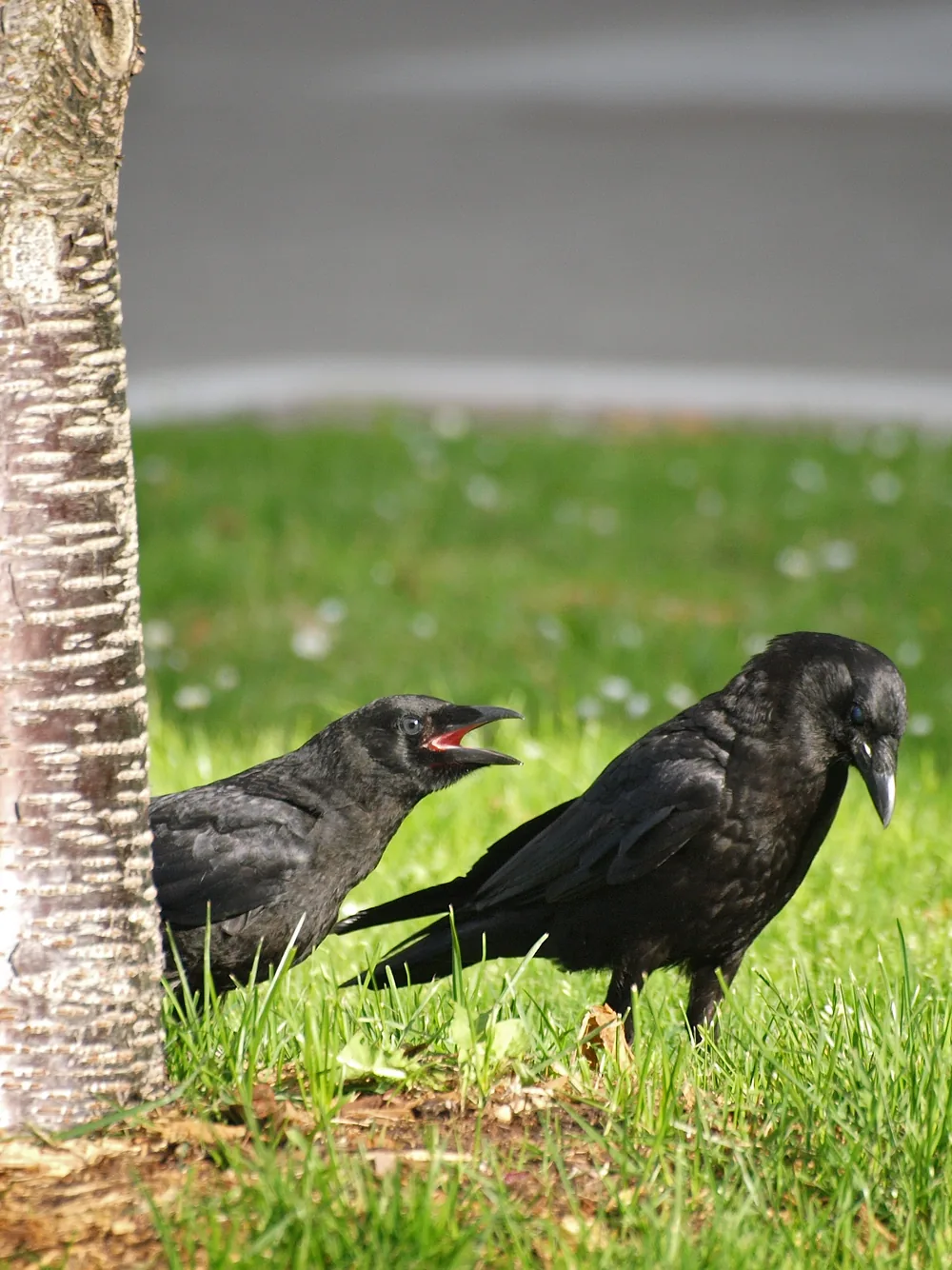An adult American crow standing on a lawn beside a begging fledgling, the situation behind most late-spring dive-bombing