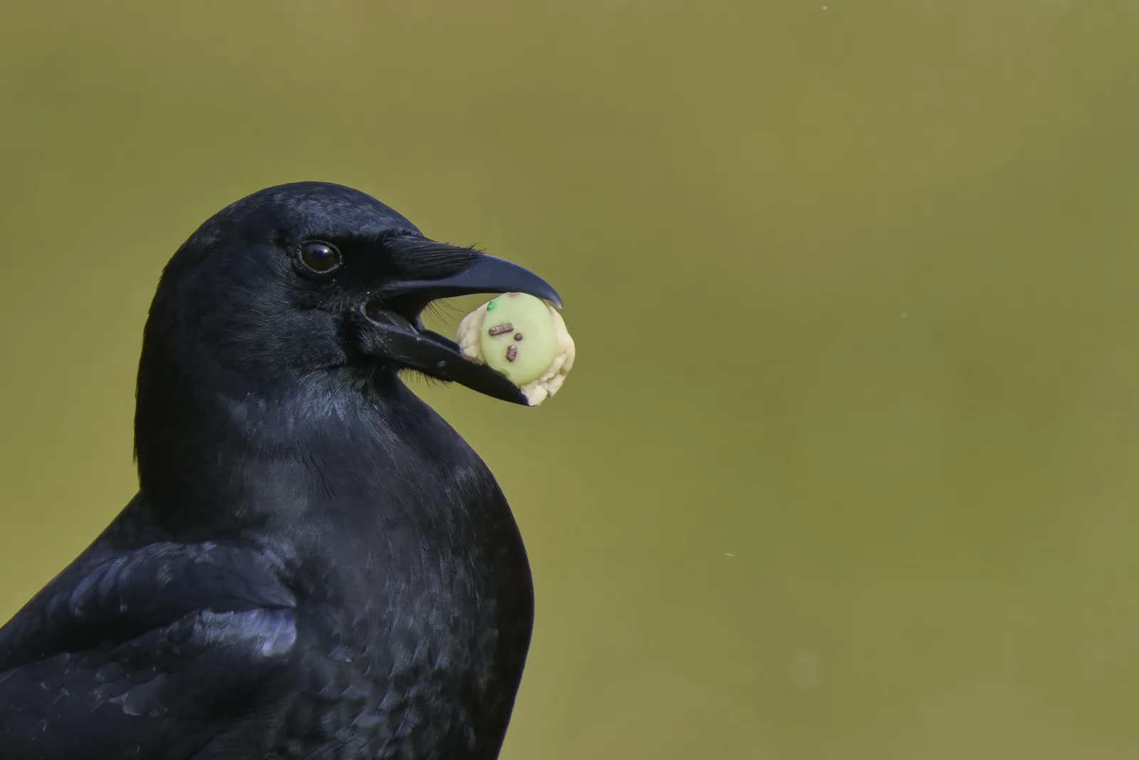 What Scares Crows Away? Humane Deterrents That Match the Problem