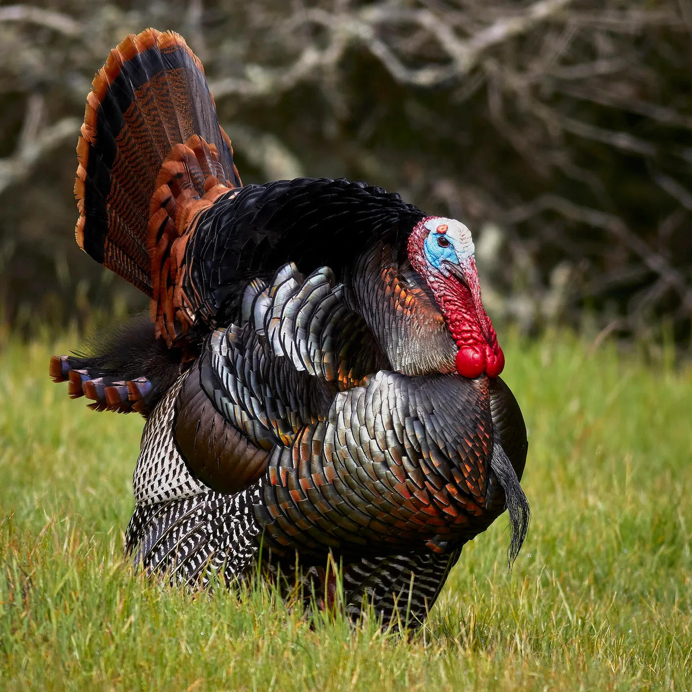 How to Get Rid of Wild Turkeys (Humane Methods)