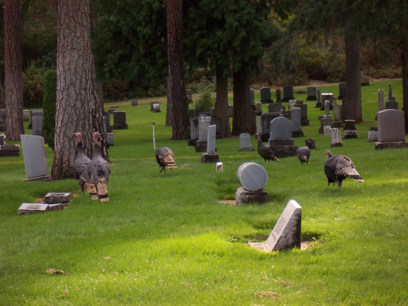 Wild turkeys moving through a suburban area, the kind of brazen presence that brings homeowners to this page
