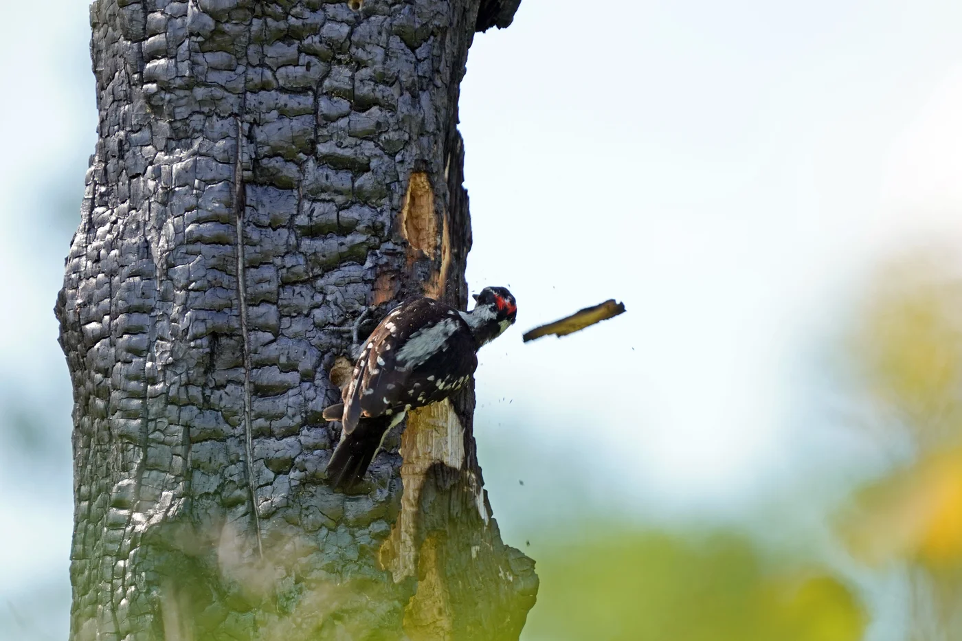 A hairy woodpecker excavating a tree, the same drilling behavior that damages house siding when insects are living inside the wood